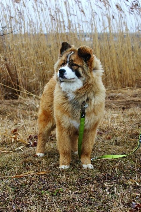 Bernese Mountain Dog / Chow Chow Mix Puppy Chow Halloween, Dog Chow Chow, Chow Dog Breed, Chow Chow Mix, Rottweiler Mix, Chow Chow Dogs, Dog Mixes, Puppy Chow, Love My Dog