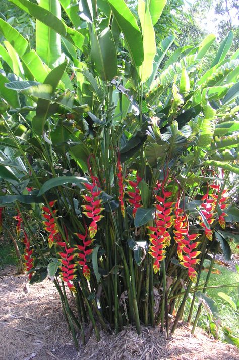 Heliconia rostrata 'Parrots Beak' - 180mm pot Tropical Landscape Design, Funny Vine, Tropical Garden Design, Tropical Backyard, Florida Gardening, Desain Lanskap, Bamboo Garden, Magic Garden, Garden Types