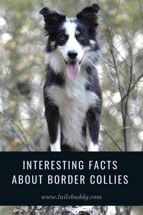 Learn new and interesting Border Collie Facts. Click here to learn cool things about Border Collie Dogs. #BorderCollie #BorderCollieFacts #BorderCollieDogs Border Collie Facts, Border Collie Names, Border Collie Humor, Border Collie Colors, Border Collie Training, Red Border Collie, Collie Breeds, Stud Dog, Unique Facts