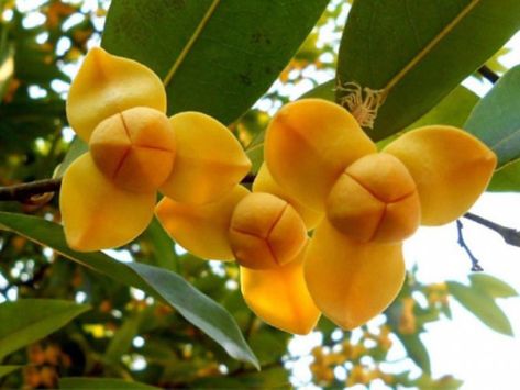 Cambodian Art, Asian Flowers, Cambodia Travel, National Flower, Fragrant Plant, Coffee Decor, Flower Names, Rare Flowers, Fragrant Flowers