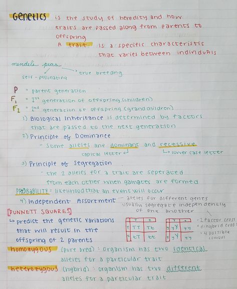 genetics Genetic Inheritance Notes, Variation Biology Notes, Inheritance Notes Biology, Genetics And Inheritance Notes, Biology Notes Genetics, Mendelian Genetics Notes, Genetics Notes Biology, Genetics Aesthetic, Genetics Notes