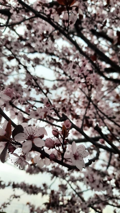 #almond tree #pink flowers #beautiful smells #aesthetic #focus #photograph #inspo #March #first month of spring #wallpaper #April #Instagram story Month May Wallpaper, April Dump Aesthetic, April Vibes Aesthetic, April Instagram Story, April Month Aesthetic, April Aesthetic Month, March Aesthetic Month, February Aesthetic Month, May Aesthetic Month