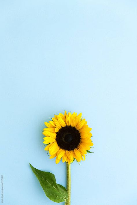 Sunflower on blue by Ruth Black for Stocksy United Sunflower Iphone Wallpaper, Sunflower Pictures, Digital Experience, Sunflower Wallpaper, 수채화 그림, Computer Setup, Flower Background Wallpaper, Wallpaper Designs, Yellow Sunflower