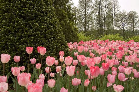 flowers Pink Tulips Aesthetic Desktop Wallpaper, Tulip Landscape Wallpaper, Tulip Field Desktop Wallpaper, Macbook Wallpaper Aesthetic Pink Flowers, Landscape Flowers Aesthetic, Pink Flower Wallpaper Laptop, Tulips Desktop Wallpaper Hd 1080p Aesthetic, Pink Flowers Desktop Wallpaper, Tulips Desktop Wallpaper Hd 1080p Laptop