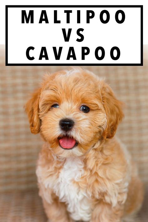 Both mixes have the potential to be great pets, but small differences between them are likely to make one a more suitable choice over the other for you specifically. Maltipoo and Cavapoo dogs vary in terms of size, looks, temperament and even health. Maltipoo Vs Cavapoo, Maltipoo Puppy For Sale Near Me, Full Grown Cavapoo, Cute Maltipoo Puppies, Teacup Maltipoo Full Grown, Toy Maltipoo Full Grown, Dog Grooming Styles Maltipoo, Cavapoo Mini, Teacup Maltipoo Puppy