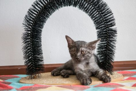 3 DIY Cat Grooming Arch and Self Groomer Plans You Can Make Today (With Pictures) | Hepper Diy Cat Brush Scratcher, Diy Cat Grooming Station, Diy Cat Scratcher, Cat Groomer, Cat Grooming Tools, Cat House Diy, Diy Cat Toys, Cats Diy Projects, Cat Store