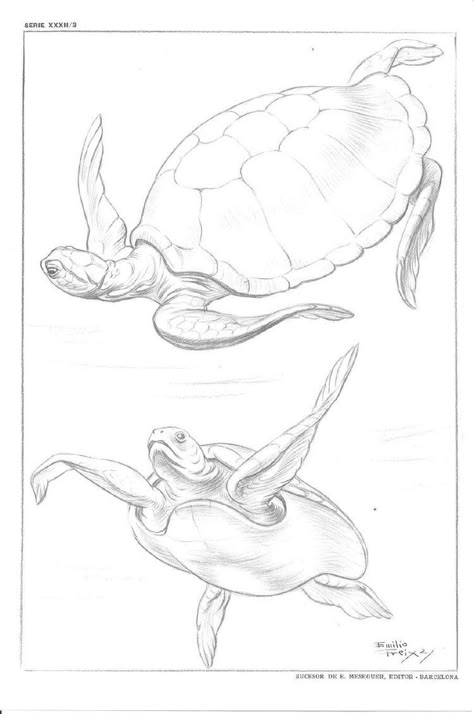 Sea Turtle Drawing, Sea Creatures Drawing, Sea Creatures Art, Turtle Coloring Pages, Turtle Drawing, Sea Turtle Art, Nature Sketch, Turtle Painting, Fish Drawings