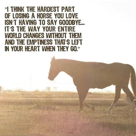 Losing Your Horse Quotes, Horse Died Quotes, The Best Horses In Heaven Have No Tail Poem, Horse Memorial Quotes, A Girl And Her Horse Quotes, Quotes About Horses Inspirational, Losing A Horse Quotes, Losing A Horse, Horse Quotes Meaningful