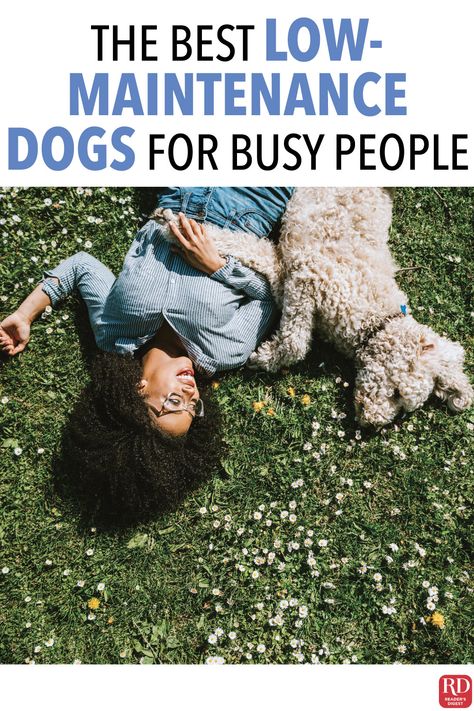 The Best Low-Maintenance Dogs for Busy People — There’s no shame in admitting it: You want a dog to love, but you don’t have a ton of spare time. Experts say these low-key canines are your best bets. #Dogs #DogBreeds #Dog #Pets #LowMaintenanceDogs #EasyDogs #BestDogs Low Maintenance Pets, Best Dogs For Families, Nanny Dog, Corgi Butts, Dog Pets, Busy People, Best Dog Breeds, Therapy Dogs, Pembroke Welsh Corgi