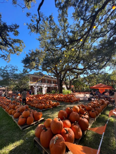 Nola Halloween, Halloween Fall Aesthetic, Halloween Pumpkin Patch, Fall Szn, October Aesthetic, Theme Divider, Best Pumpkin Patches, Festival Aesthetic, Fall Mood Board