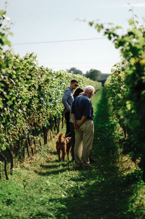 Vineyard Tour and Wine Tasting in Sussex Wine Vault, Vineyard Photography, Vineyard House, Wine Production, Vineyard Tour, Farm Visit, Wine Vineyards, Sussex England, Wine Photography