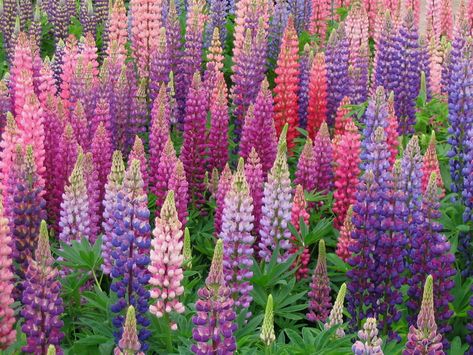 Lupines Garden, Lupine Flowers, Hydrangea Care, Beautiful Flowers Garden, Front Garden, Dream Garden, Garden Planning, Flower Beds, Horticulture