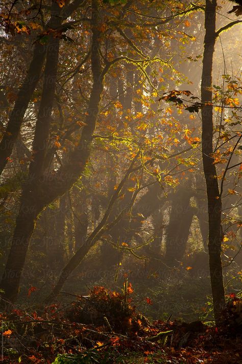 Forest In Autumn Aesthetic, Foggy Autumn Forest, Autumn Gothic Aesthetic, Deep Autumn Aesthetic, Fall Fairy Aesthetic, Green Autumn Aesthetic, Autumn Aesthetic Pictures, Dark Autumn Aesthetic Wallpaper, Fall Forest Aesthetic