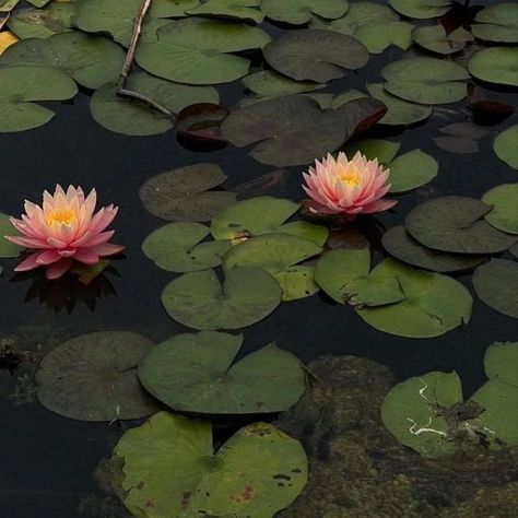 #lotus 💮🪷🩷🤍⛲ Lotus Pond Aesthetic, Lotus Flower Aesthetic, Spiritual Flowers, Lotus Flower Pond, Lotus Aesthetic, Indian Lotus, Flower Aesthetics, Trippy Aesthetic, Lotus Garden