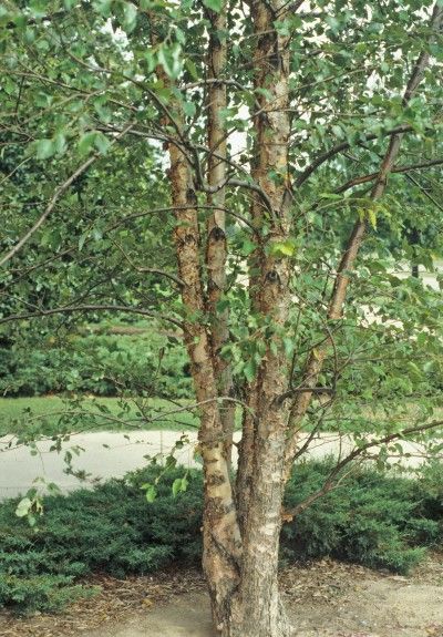 River birch. Photo by John Ruter, University of Georgia, Bugwood.org. River Birch Trees, Betula Nigra, Fast Growing Shade Trees, River Birch, Urban Tree, Fast Growing Trees, Ornamental Trees, Birch Trees, Shade Trees