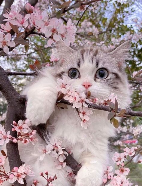 Persian Cat Wallpaper Gatos, Image Chat, Cat Themed Gifts, Cat Flowers, Cute Cats Photos, Cute Cat Wallpaper, Cat Photography, Cat Decor, Cat Aesthetic