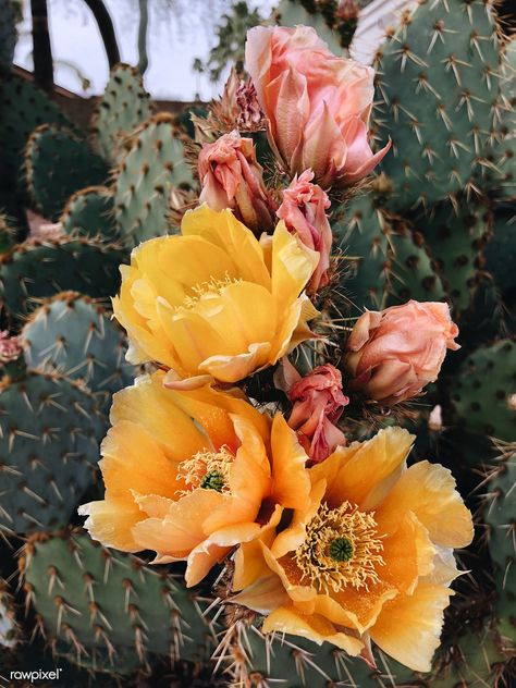 Cactus Color Palette, Opuntia Cactus, Kaktus Dan Sukulen, Desert Aesthetic, Arizona Cactus, Blooming Cactus, Acrylic Landscape, Desert Flowers, Prickly Pear Cactus