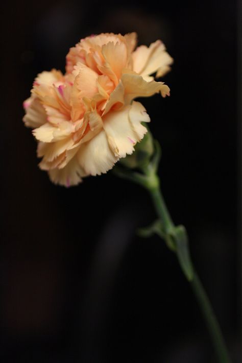 Carnation | Amy Hammond | Flickr Romantic Tea, Yellow Carnations, Flower Yellow, Carnation Flower, Black Background, Black Backgrounds, At Night, Yellow, Flowers