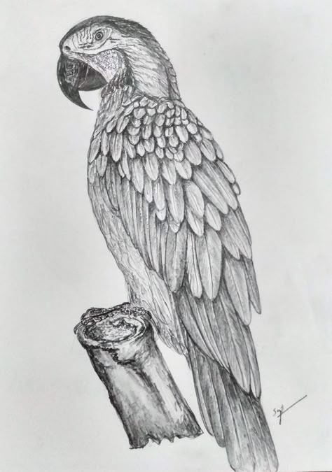 Macaw Parrot Drawing Sketch, Realistic Parrot Drawing, Parrot Drawing Pencil, Birds Sketches Pencil, Bird Sketch Realistic, Bird Sketch Pencil, Parrot Sketch, Burung Kakatua, Pencil Art Love