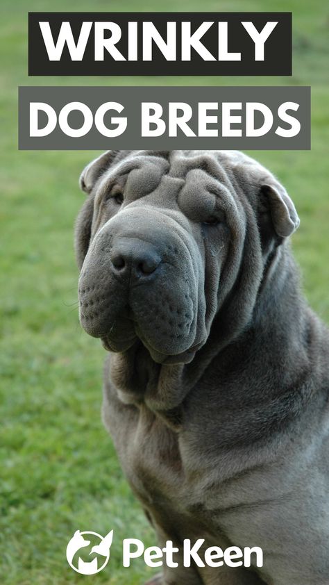 Here are 12 wrinkly dog breeds that are adored the world over. Wrinkly Dog, Dog Breeds Pictures, Chinese Shar Pei, Tech Humor, Pet Breeds, Shar Pei, Dog Images, Forever Home, Dog Breeds