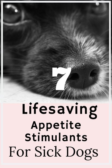 Appetite Stimulants For Dogs Sick Dog Remedies, What To Feed Dogs, Loss Of Appetite, Sick Puppies, Dog Remedies, Dog Health Tips, Sick Dog, Group Of Dogs, Stomach Problems