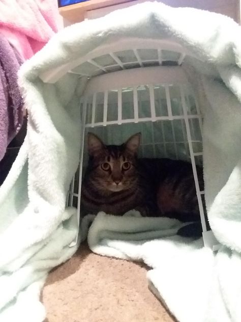 $1 Cat Igloo: dollar store laundry basket and a blanket Cat Igloo Diy, Cat Igloo, Fostering Kittens, Basket Blanket, Cat Pictures For Kids, Beautiful Cats Pictures, Cat House Diy, Diy Cat Toys, Cat Seat