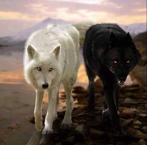 Wolves mate for Life. If one of them is killed off, then the whole pack breaks up, such that many lives are devastated. Stop it, Killers! Wolf Mates, Mystical Wolf, Wolf Photography, Wolves And Women, Wolf Artwork, Fantasy Wolf, Wolf Photos, Wolf Spirit Animal, Wolf Wallpaper