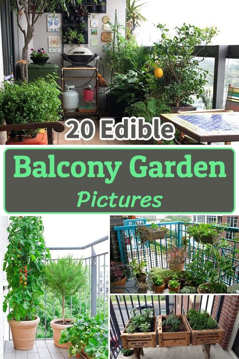 Mini Patio Garden, Growing Food In Small Spaces, Garden On A Balcony, Garden On The Balcony, Balcony Vegetable Garden Ideas Apartment, Herbs Garden Balcony, Herb Garden Small Patio, Growing Vegetables On Balcony, Gardening For Apartments