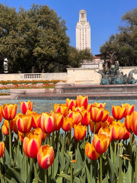 University Texas Austin, University Of Austin Texas, Ut At Austin, University Of Texas At Austin Aesthetic, Austin Tx Aesthetic, Ut Austin Aesthetic, Ut Aesthetic, Flowers Aesthetic Tulips, Ut Austin Campus