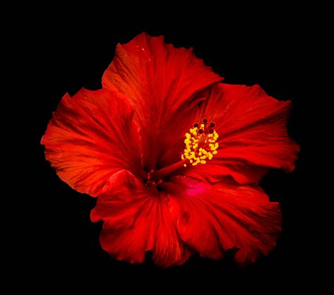 Red Flower Design, Red Photos, Red Hibiscus Flower, Flowers Black Background, Goddess Kali, Flowers Real, Red Hibiscus, Red Pictures, Radiant Red