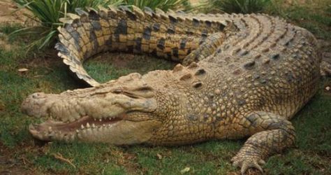 crocodile Crocodile Eating, Nile Crocodile, Saltwater Crocodile, Wild Animals Pictures, Dangerous Animals, Haiwan Peliharaan, Australian Animals, Crocodiles, Reptiles And Amphibians