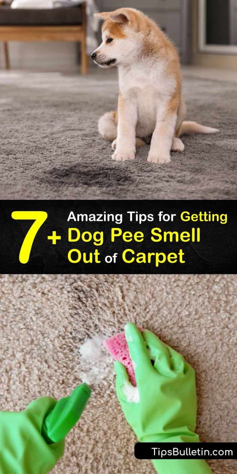 Natural Dog Pee Cleaner, Cleaning Pet Urine From Carpet, Natural Dog Pee Repellent, How To Remove Pee Smell From Couch, Steam Cleaner Solution Diy Pet Urine, Pet Stain Carpet Cleaning Solution, Diy Pet Stain And Odor Remover, Get Pet Urine Smell Out Of Carpet, How To Take Dog Pee Smell Out Of Carpet