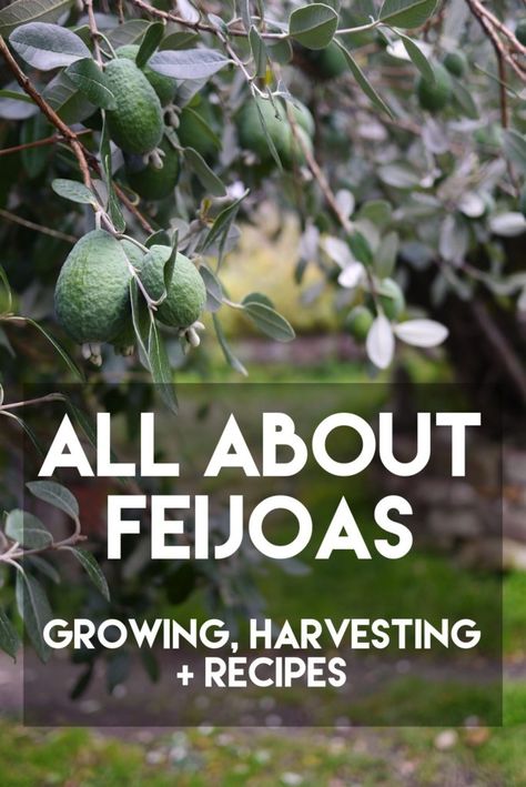 Paddock Fencing, Fejoa Recipes, Pineapple Guava Tree, Guava Recipes, Pineapple Guava, Guava Tree, Growing Pineapple, Companion Gardening, Pineapple Planting