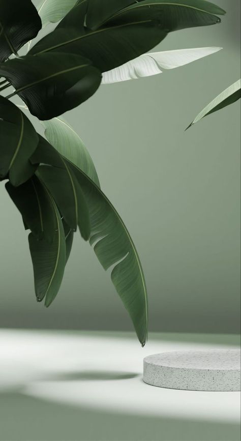 plants aesthetic, aesthetic plant, aesthetic plants, green nature Fond Studio Photo, Aesthetic Plants, Best Nature Wallpapers, Beautiful Wallpapers For Iphone, Aesthetic Green, Plant Aesthetic, Graphic Design Lessons, Poster Background Design, Phone Wallpaper Design