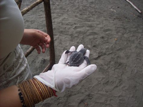 Volunteering in Costa Rica with International Volunteer HQ (IVHQ) - Turtle Conservation Costa Rica Turtle Conservation, Turtle Conservation Aesthetic, Costa Rica Volunteer, Volunteering Aesthetic, Marine Rescue, Vet Science, International Volunteer, Turtle Conservation, Volunteer Work