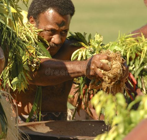 Preparing The Kava. MCU: A Fijian warrior in full ceremonial dress prepares a ta , #SPONSORED, #full, #warrior, #dress, #ceremonial, #Kava #ad Fijian Warrior, Warrior Dress, Ceremonial Dress, Stock Photography Free, Grog, Brochure Template, Editorial Photography, Abstract Design, Mockup