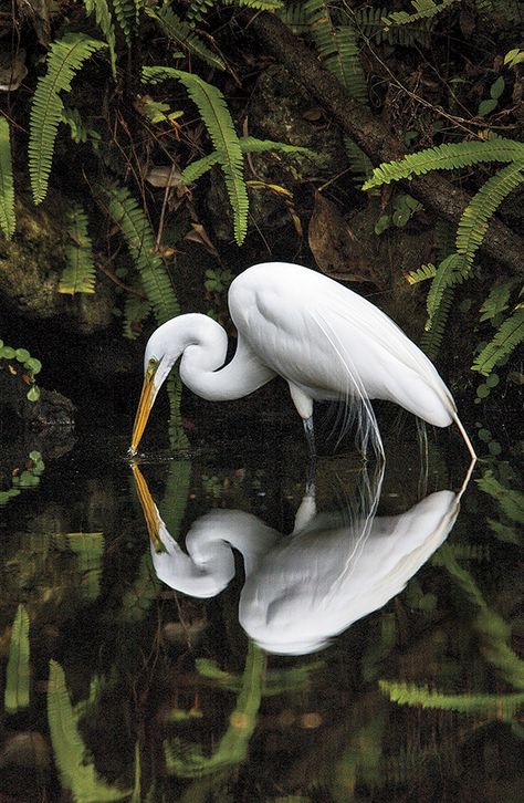 Great White Egret, Heron Art, Great Egret, Southern Art, White Egret, Wildlife Photographer, White Bird, Tropical Birds, Full Frame