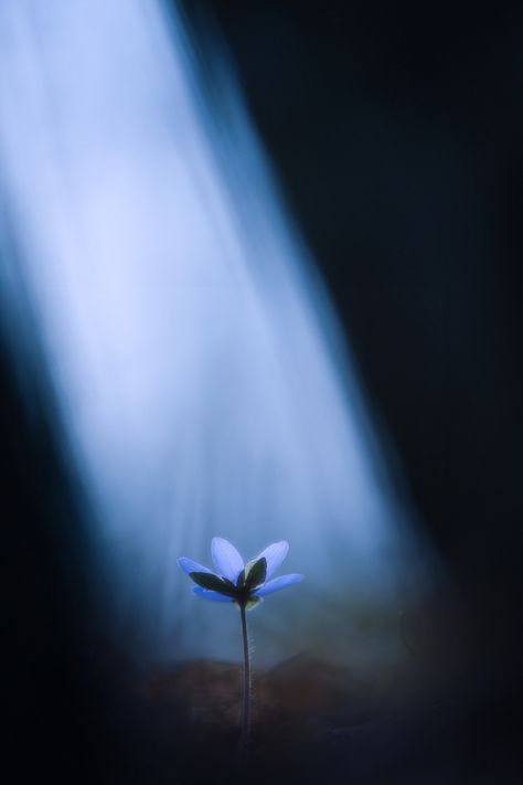 Photograph Falling light by Rikard  Olsson on 500px Mobile Photography Tips, Ray Of Hope, Autumn Lights, Blue Decor, Mobile Photography, Flowers And Leaves, Love Flowers, Love Photography, Wonders Of The World