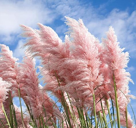 100 Pcs Pink Pampas Grass Seeds Perennial Flowering Ornamental Grasses Flower : Amazon.ca: Patio, Lawn & Garden Pink Pampas, Pink Pampas Grass, Pink Grass, Flower Branding, Grass Flower, Snow Blowers, Peat Moss, Grass Seed, Ornamental Grasses