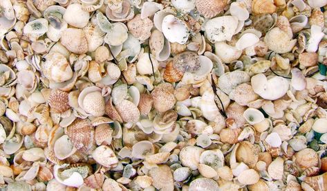 How to Clean and Preserve Seashells From Your Beach Vacation How To Clean Seashells, Clean Seashells, Cleaning Sea Shells, Best Beach Vacations, Vacations For Families, Simple Craft Ideas, Beach Packing, Beach Pictures Friends, Sandy Shores