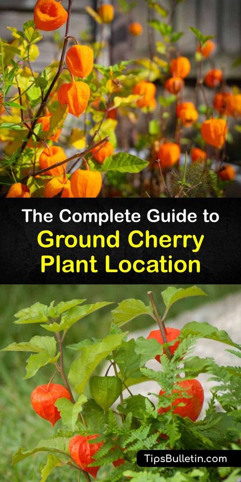 Ground Cherries Plant, Ground Cherries Growing, Ground Cherry Plant, Cape Gooseberry Plant, Physalis Plant, Fruit Shrubs, Storing Veggies, Ground Cherries, Vegetables List