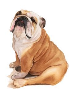 Untitled English Bulldog Art, Bulldog Drawing, Bulldog Clipart, Bulldog Tattoo, English Bulldog Puppies, Bulldog Art, Dog Artwork, Dog Books, Felt Dogs