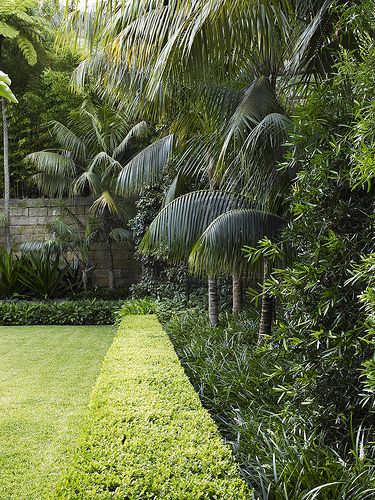 Buxus hedge with mixed planting Possible in and around the weeping lilly pillys and palms. Just need to condition the soil enough so that the hedge and other plants get a chance before the lilly pilly roots invade and suck out the nutrients Buxus Hedge, Tropical Garden Plants, Garden Hedges, Air Mancur, Tropical Garden Design, Tropical Backyard, Formal Gardens, Backyard Garden Design, Garden Pool