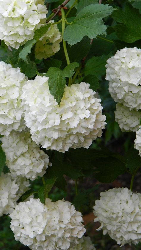 Gardens In White Cottage Gardening, White Hydrangeas, Spring 23, Hydrangea Macrophylla, Moon Garden, Trendy Flowers, White Gardens, White Hydrangea, Flowers Garden