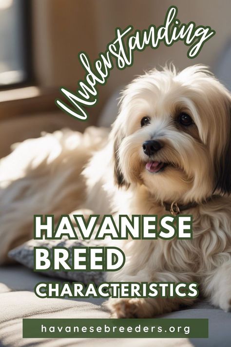 Understanding Havanese Breed Characteristics Havanese Breeders, Havanese Haircuts, Havanese Grooming, Puppies Near Me, Dog Haircuts, Dog Personality, Havanese Puppies, Havanese Dogs, Dog Training Advice