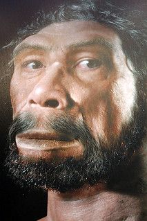 Homo Heidelbergensis, Homo Habilis, Prehistoric Man, Early Humans, Prehistoric World, Dinosaur Fossils, Human Species, Fallen Angel, Anthropology