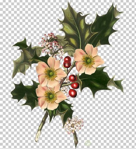 Holly Tattoo Ideas, Winter Flowers Tattoo, Holly Birth Flower Tattoo, Holly Tattoo Design, Winter Flowers Illustration, Holly Flower Drawing, Christmas Flowers Drawing, Holly Tattoo Flowers, Holly Flower Tattoo