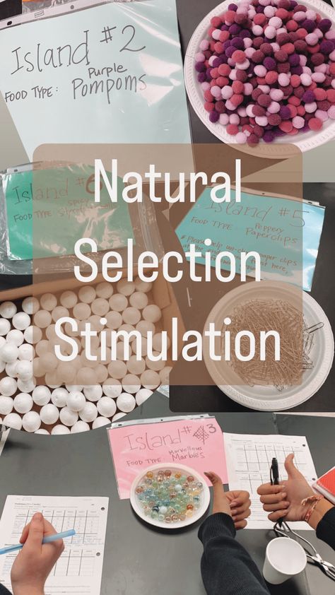 Natural Selection Activity, Biology Activities High School, Ecology Activities, High School Biology Classroom, Evolution Activities, Biology Activities, Spring Stem, Biology Experiments, Middle School Chemistry