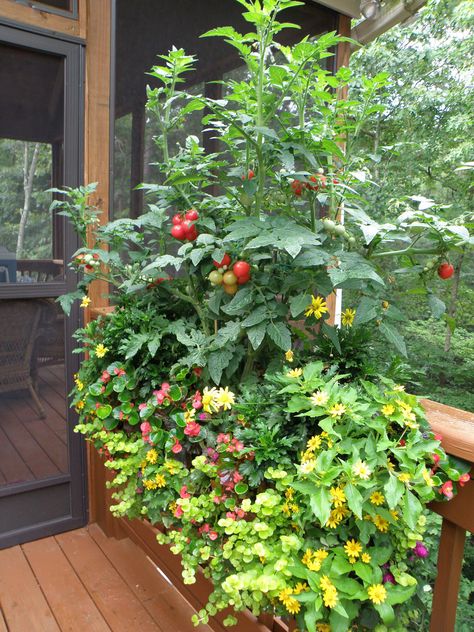 Deck Gardening & Creative Ways to Grow Herbs & Vegetables – Bonnie Plants Container Vegetable Garden Ideas, Container Vegetable Garden, Bonnie Plants, Raised Container Garden, Gardening Tattoo, Gardening Wallpaper, Tools Tattoo, Gardener Aesthetic, Garden Aesthetics