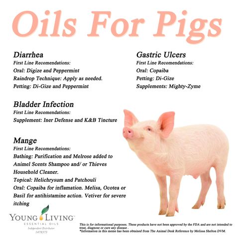 Young Living Essential Oils for Pigs. www.facebook.com/YoungLivinghasanoilforthat Pop Belly Pigs, Pot Belly Pigs Care, Pig Barn Ideas, Potbelly Pig Care, Pig Enrichment Ideas, Toys For Pigs, Mini Potbelly Pigs, Mini Pig Care, Pet Pig Care